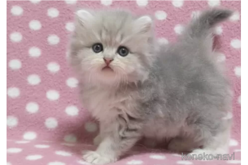 成約済の愛知県のミヌエット-88853の1枚目